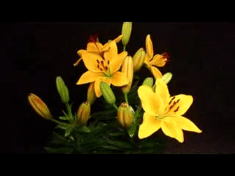 lilies 25 1