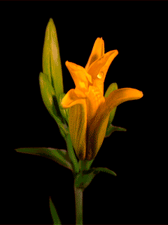 lilies 34 1